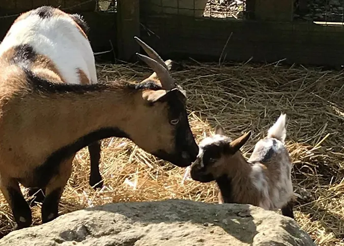 Mobil Spacieux Avec Terrasse Pour 8 Personnes - Api-1-52-1343 *